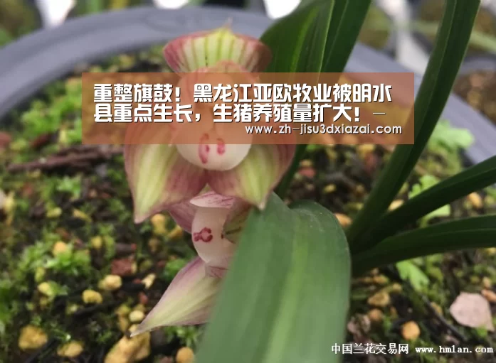 极速3d下载
